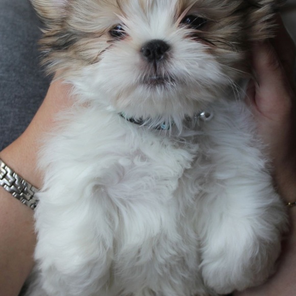 Bugatti Red, 100% Marino wool sweater size XXL,  new without tags. - Picture 6 of 6